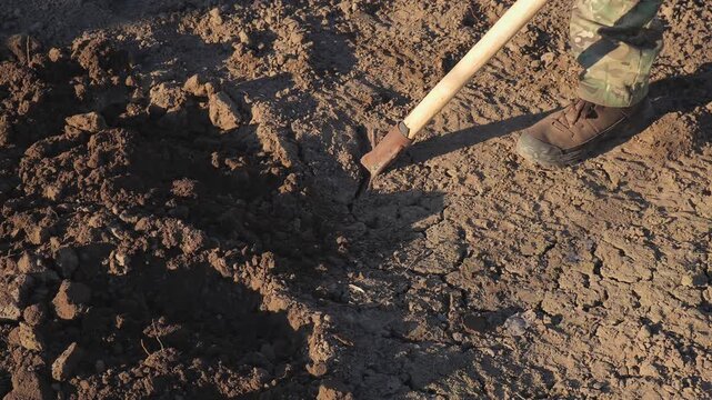 A man digs soil with a bayonet shovel for planting in a vegetable garden on a cool spring evening
