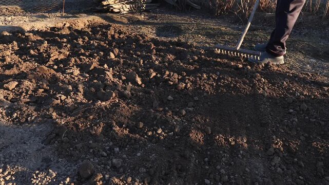 A man loosens the soil with a rake after plowing, early spring, cool evening