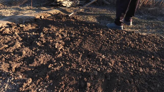 A man loosens the soil with a rake after plowing, early spring, cool evening