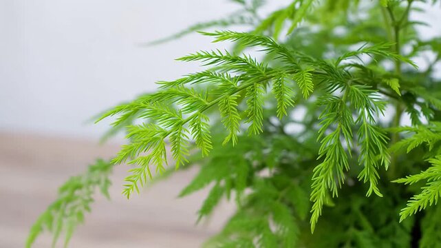 Timelapse of Touch-Sensitive Mimosa Pudica Closing Leaves