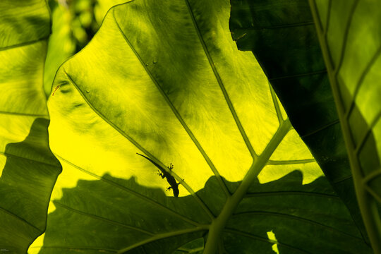 silhouette of salamander on backlight tree leave