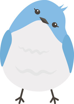 正面を向いている青い鳥