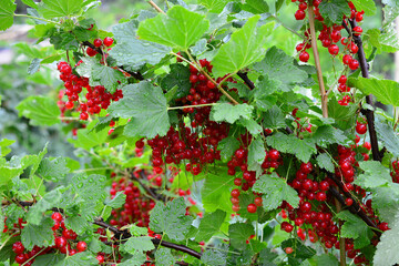 Red Currants Growing on a Bush in the organic Garden © Irina