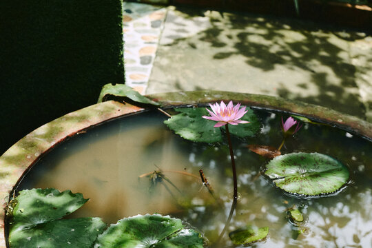 庭に咲くピンクの蓮の花