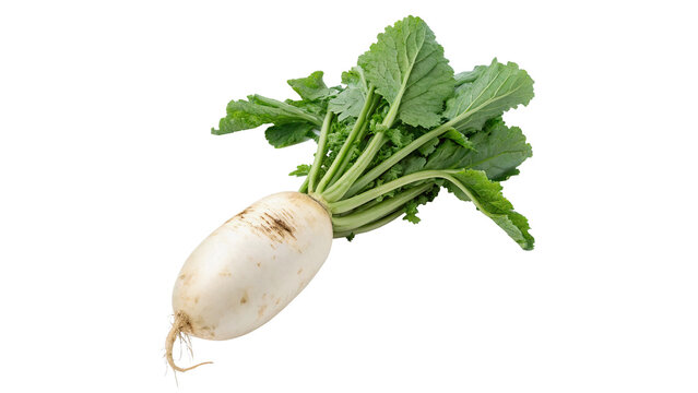 Fresh organic raw daikon white radish with green leaves isolated on transparent background cut out