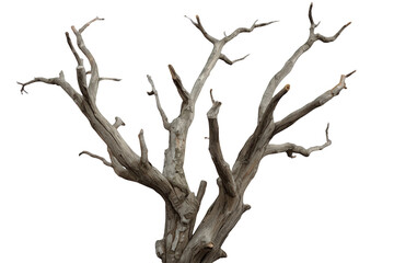 Fototapeta premium Dead tree skeleton with gnarled branches, isolated bare snag on transparent background, conveying decay and drought