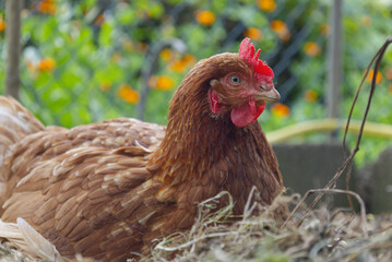 Brown hen nesting in straw on a farm © ANTONIO COSTA