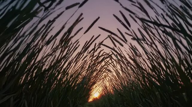 Sunlight filters through tall grass blades in a serene field, creating a warm glow as the sun sets on the horizon, casting long shadows across the landscape