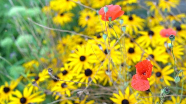 Rudbeckias, black eyed susan flower and poppies in a garden	