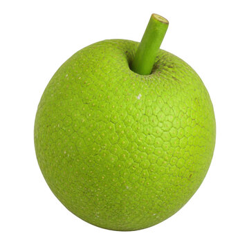 Vibrant Green Breadfruit with Stem Isolated