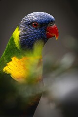 Colorful rainbow lorikeet parrot close up profile portrait for wildlife marketing presentation © Nazar