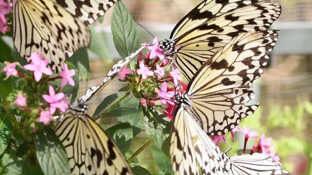 花吸いちょうちょ