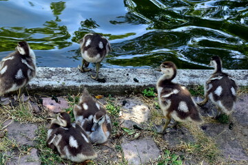 Junge Nilgänse im Stadtgarten in Freiburg  © christiane65