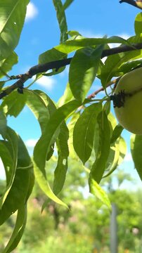 Sun-Ripened Peaches Ready for Harvest in a Green Orchard