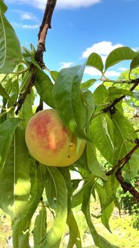 Ripe Peaches Growing on a Tree in a Sunny Summer Garden