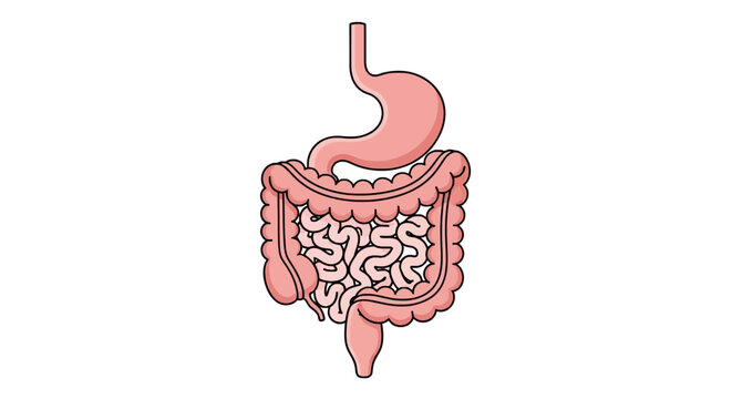 Human digestive system anatomy with stomach and intestines