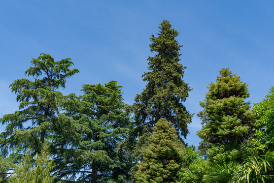 Three tall evergreen trees against clear blue sky in Riviera Park in Sochi. Lush green foliage of trees contrasts beautifully with vibrant blue. Trees appear healthy and full of life