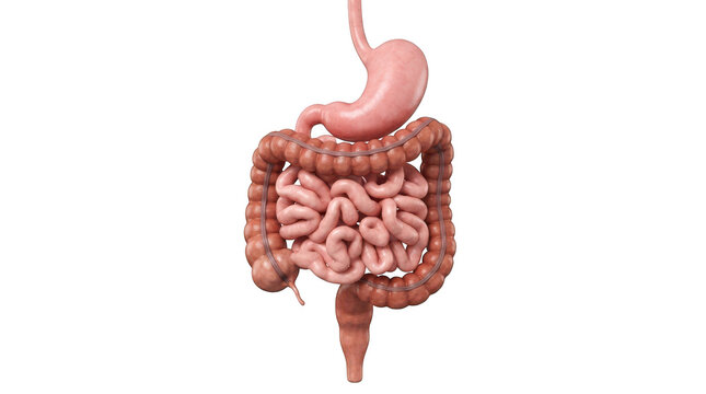 3d illustration of human digestive system isolated on transparent background