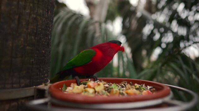 Colorful lorikeet parrot feeding on fruit and seeds in tropical aviary, Exotic red and green rainforest bird perched at feeding tray with vibrant plumage 4k