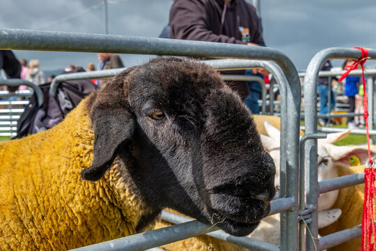 Impressive blackface sheep without horns in County Donegal - Ireland.