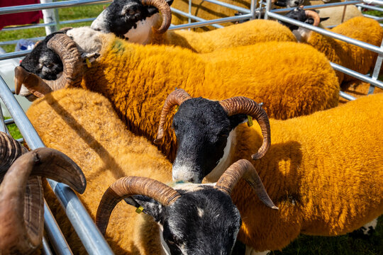 Impressive blackface sheep with huge horns in County Donegal - Ireland.