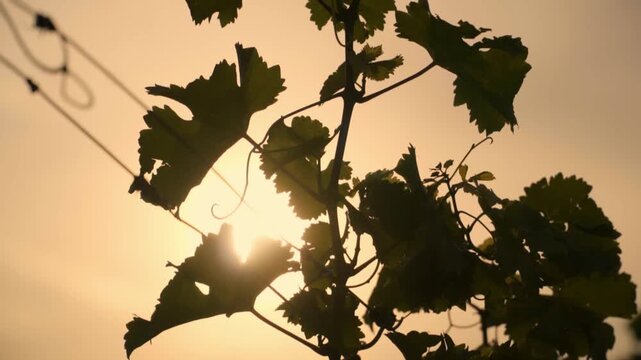 Close-up shot of grapevine leaves silhouetted by the sun at golden hour, with soft, warm light and tranquil vineyard atmosphere. Nobody present.