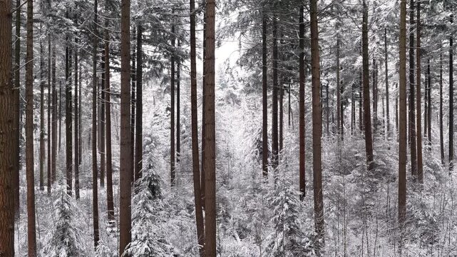 Tall pine trees stand in a dense forest during winter. A layer of white snow coats the branches of the evergreen trees and the ground below. The vertical trunks create a repetitive pattern throughout 