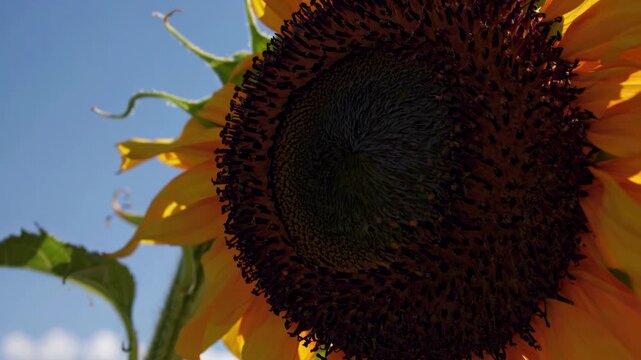 Sunflower blooms in bright sunlight, showcasing vibrant yellow petals and dark center, with green leaves and blue sky in the background, highlighting natural beauty
