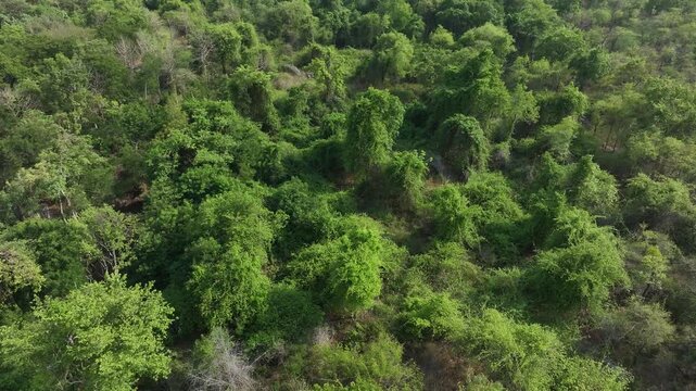 Jungle in India