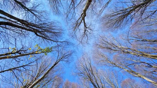 Low angle view of leafless winter trees against blue sky, bare forest branches reaching upward, cinematic woodland canopy in cold seasonal light