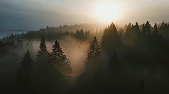 Atmospheric misty forest at sunrise, cinematic pine trees in morning fog, ethereal woodland landscape with golden sunlight and hazy clouds
