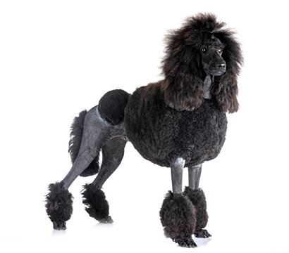 black standard poodle