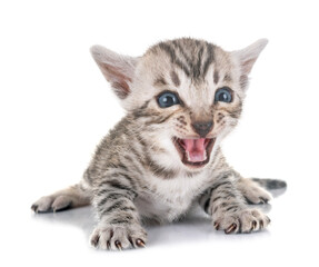 bengal kitten in studio © cynoclub