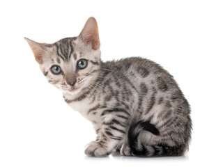bengal kitten in studio © cynoclub