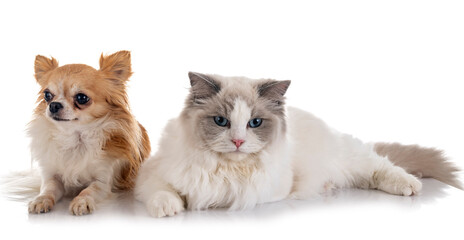 ragdoll cat and chihuahua © cynoclub