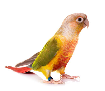 Green-cheeked parakeet in studio