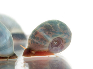 ramshorn snails in studio © cynoclub