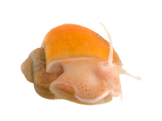 yellow Pomacea in studio © cynoclub
