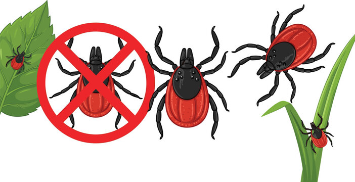 Tick insect warning vector set with parasite icons red stop sign and bugs on green leaves and grass blades