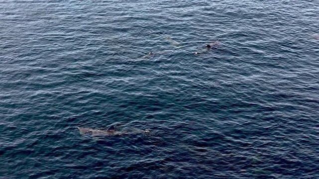 Aerial view of basking sharks at Muckross Head ,Donegal - Ireland