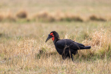 Southern ground hornbill forages in profile among dry grass - Masai Mara National Reserve, Kenya, African wildlife safari photography © theStorygrapher