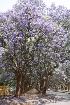 Avenue of blooming jacaranda trees with purple flowers lining a city street in Zimbabwe