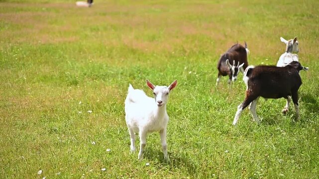 Herd of domestic goats grazing on green grass in a sunny countryside meadow, traditional organic livestock farming