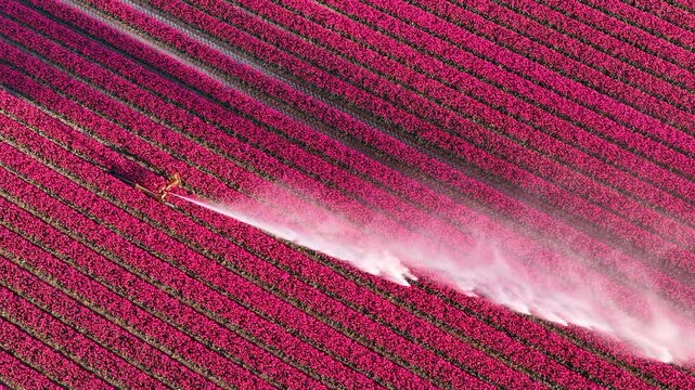 An irrigation sprinkler sprays water across rows of pink tulips in the Netherlands. The aerial view shows the geometric pattern of the flower field. Mist from the water nozzle creates a diagonal line 