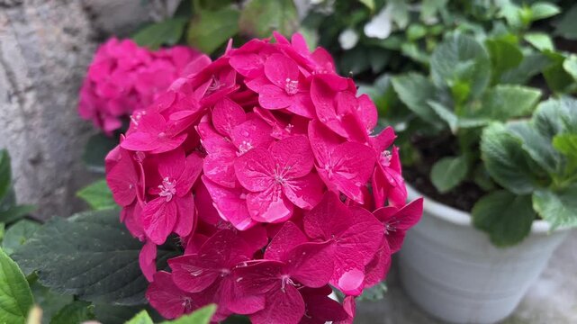 Close-up of a delicate pink hydrangea flower bud starting to bloom in a lush summer backyard garden, botanical background
