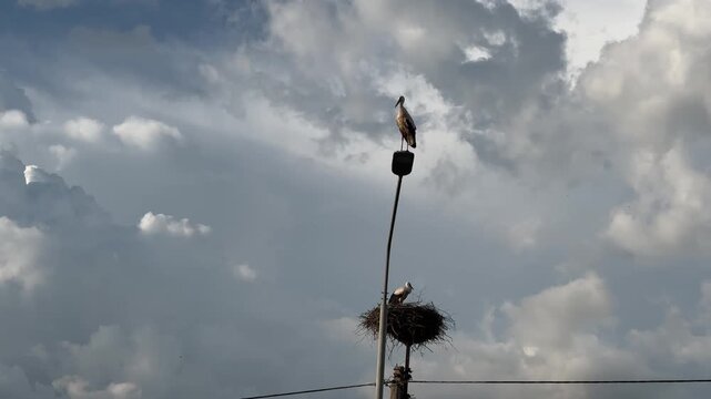 Large wild stork standing on a street lamppost high above the city skyline, urban wildlife and bird migration concept