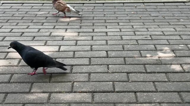 Group of grey pigeons walking along a paved stone path in a peaceful green city park, urban birds lifestyle concept