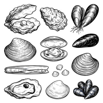 Vector collection of hand drawn clam, mussel, and oyster shell sketches isolated on white background