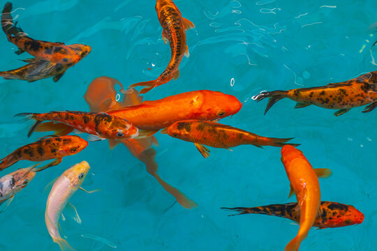 Colorful koi fish swimming in clear water