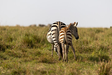 Plains zebra foal stands beside an adult zebra in open savannah grassland - Masai Mara National Reserve, Kenya, African wildlife safari photography © TheStorygrapher